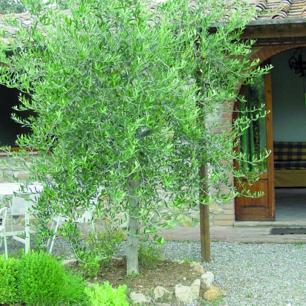 Noce - cottage for two in Tuscany