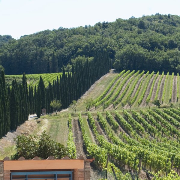 Villa in the vineyards
