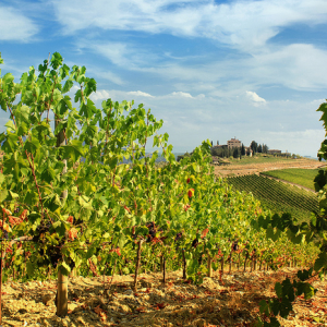 Five Top Tuscan Wineries