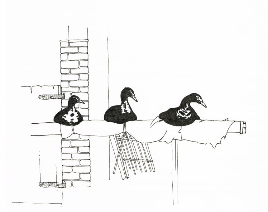 Let's get your ducks in a row ducks